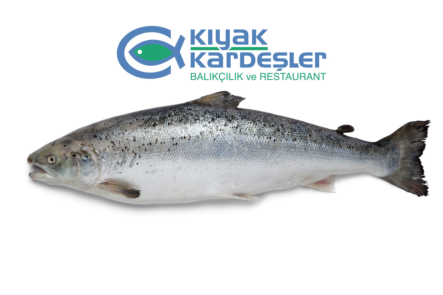 https://www.kiyakkardesler.com/image/1712483740-1730843814.jpeg