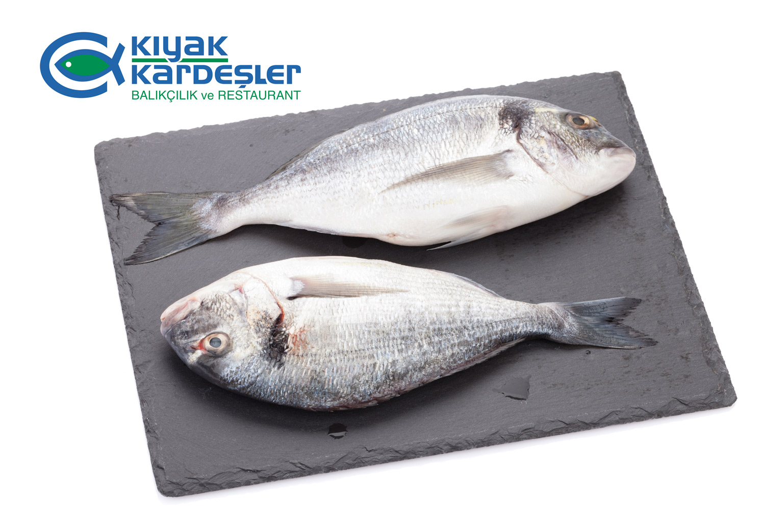 https://www.kiyakkardesler.com/image/1712483783-1837020001.jpeg